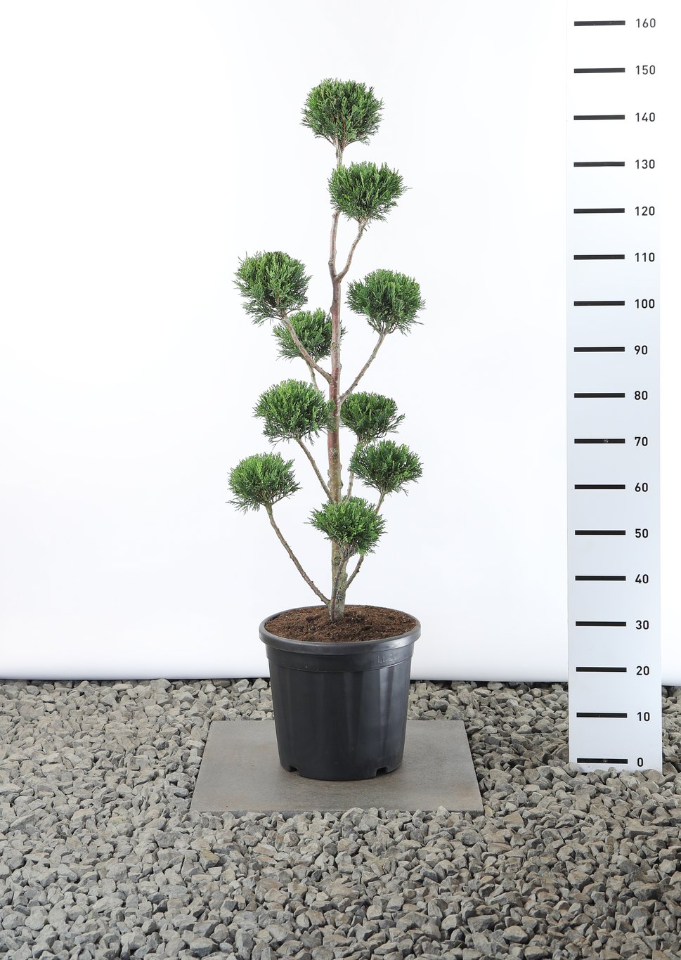 Cupressocyparis l. 'Tweeduizendéén' - 100-125 CM PonPon Cont.